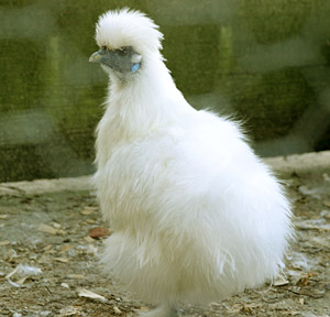 Chinese Silkie Chicken