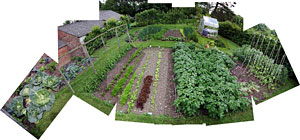 Our vegetable garden
