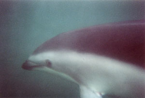 A dolphin