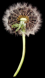 A dandelion