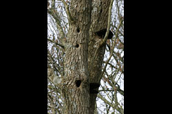 Woodpecker holes and fungi on a tree