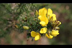 A flowering gorse bush