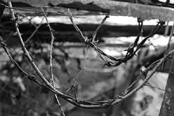 Barbwire and brambles