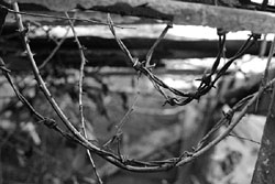 Barbwire and brambles