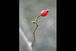 A rosehip berry