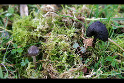 Some mushrooms in our field