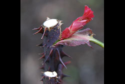 A rose plant