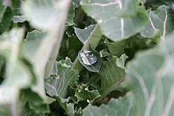 Water on brussell sprouts