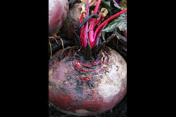 A beetroot