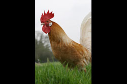 A cockerel