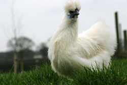 A silkie hen