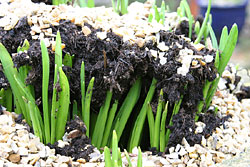 Daffodils pushing up the soil