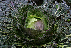 Cabbage