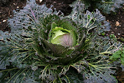 Cabbage