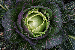 Cabbage