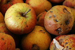 Stored apples