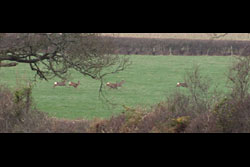 Deer running across the fields