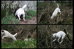 Four photos of Poppy running around