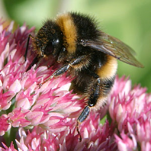 A bee on a flower in our garden