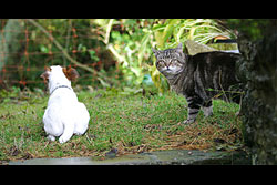 Poppy and The Cat