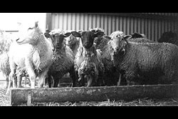 Some of our old sheep