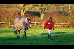 A horse and rider