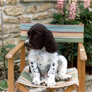 A puppy sitting on a chair