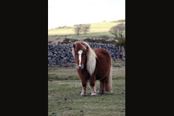 A grazing pony