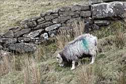 A sheep on a hillside