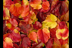 Autumn leaves on the floor