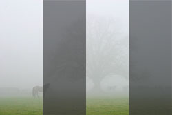 A horse and tree in a misty field