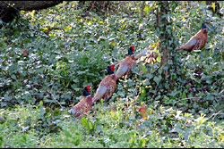 A montage of a pheasant walking through a wood
