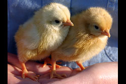 Two yellow chicks standing on a hand