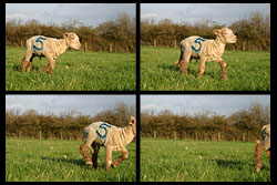Four photos showing a lamb running from left to right