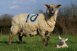 A ewe standing over her lamb, as it lies in the grass