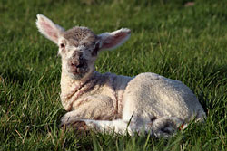 A lamb lying in the grass