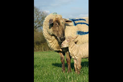 A ewe bending down and nuzzling her lamb