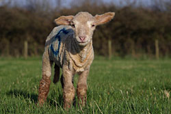 A lamb standing staring at the camera