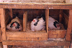 Three chickens sitting in their laying boxes