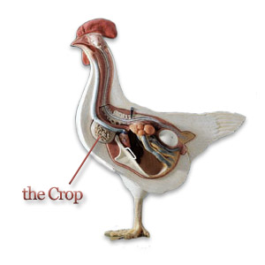 A diagram of a chicken showing the crop