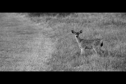 A lone dear standing side on, staring at the camera