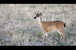 A lone dear, standing side on