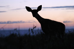 Silhouette of a dear at sunset, it looks rather like a giraffe