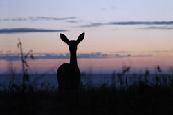 Silhouette of a dear at sunset