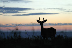 Silhouette of a dear at sunset