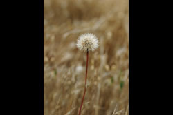 A flower against a background of golden grass