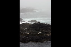 A foggy beach with two seals basking on the rocks