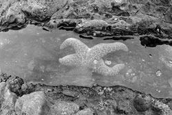 A starfish sitting in a rock-pool