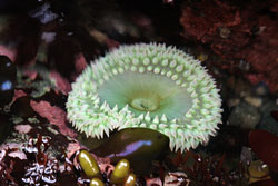 A green sea anemone in a rock pool