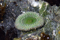 A green sea anemone in a rock pool